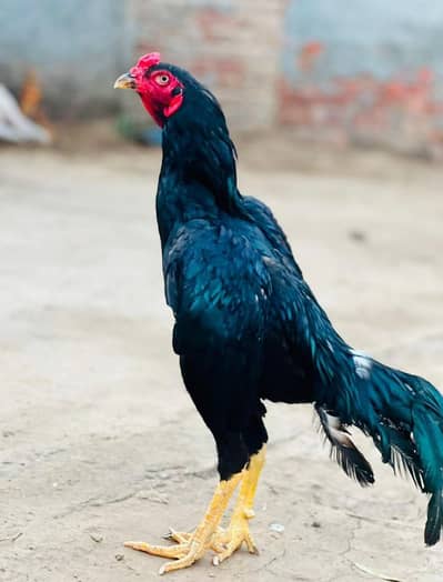 LASANI ASEEL MALE