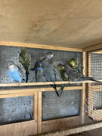 Hagoromo budgies