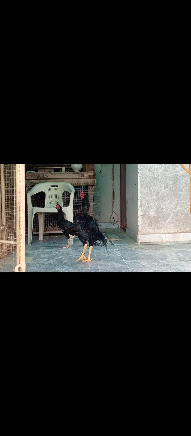 Aseel mianwali mushka — photo 3