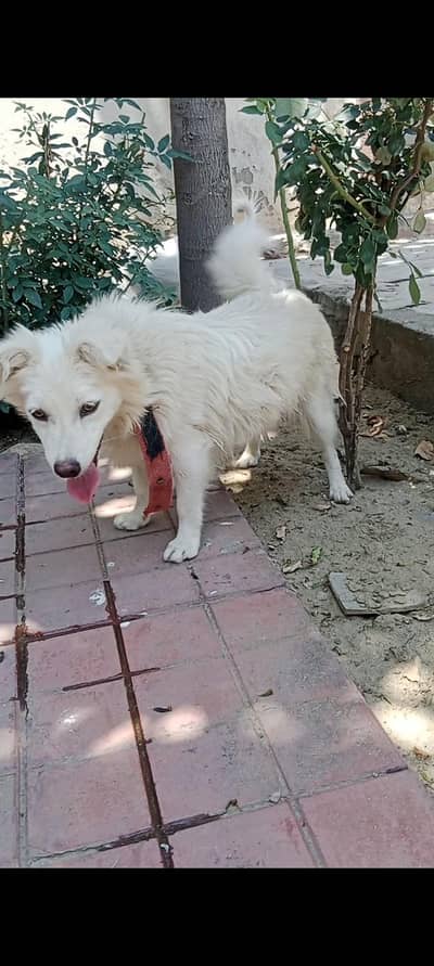 Russian zero zise female available location Attock city