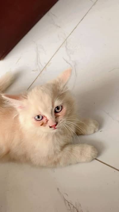 Four kitten's Persian color brown