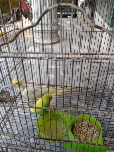 3 parrots 1 cocktail or 1 budgie and 1 love bird