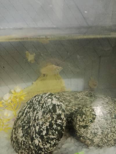 Molly fish