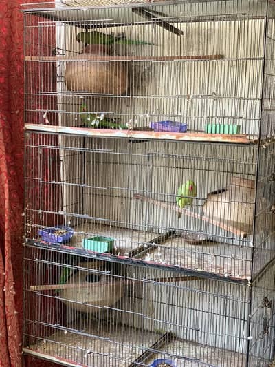 ringneck breeder pair for sale