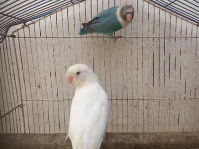 parblue & albino
