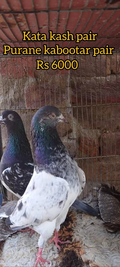 setup OLD BLOODLINE BREEDER PAIRS 03111312809