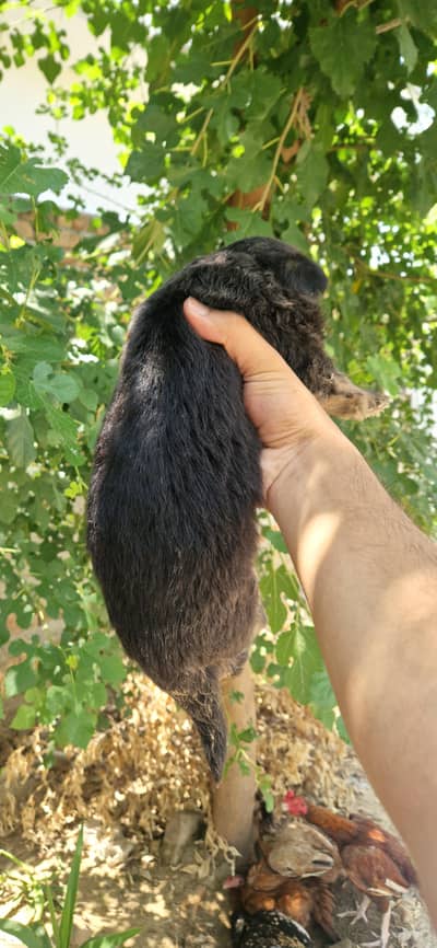 German shepherds puppies