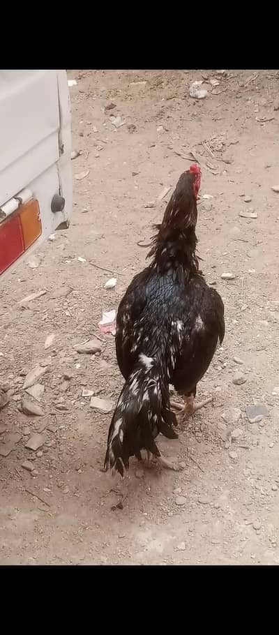 Aseel muskha lasani