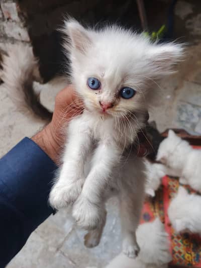 Kitten For sale white