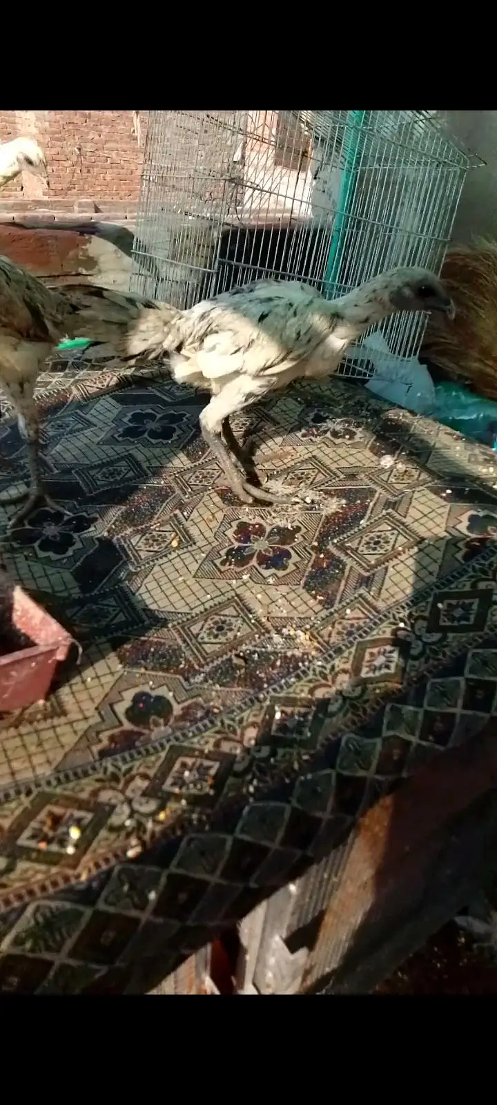 aic blue dragon black dragondy — photo 3
