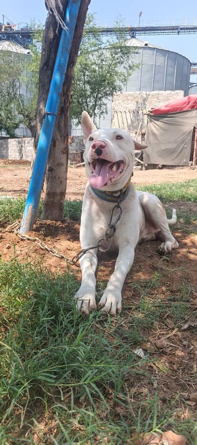Gultair Male Dog for Sale