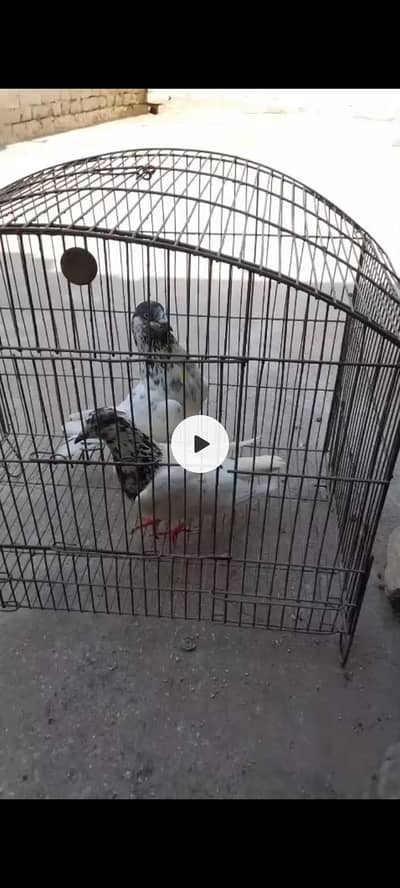 breeder pairs
