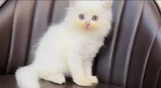 (Persian female kitten) (for sale all) (Pakistan delivery available)