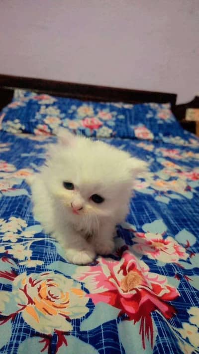 Persian cats