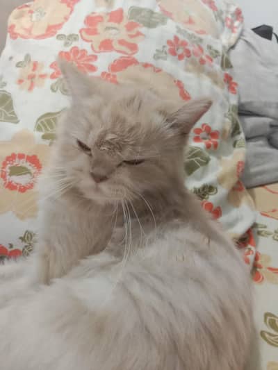 1.5 year persian bread