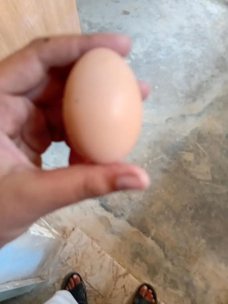 golden buff hens egg 03311079150 — photo 2
