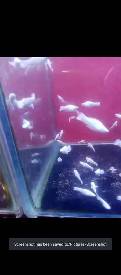 molly fish