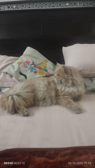 Persian Cats