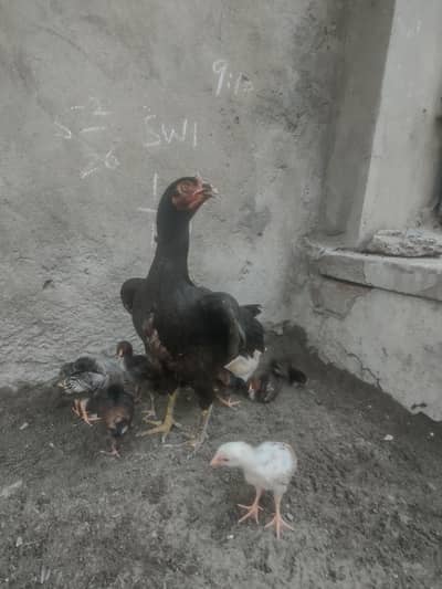 mushkha bangham cras