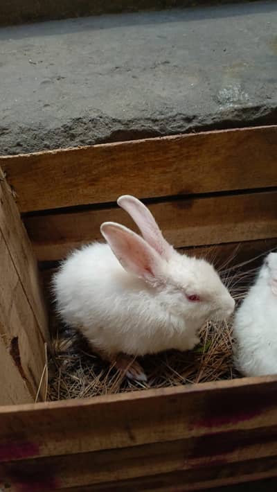 Red Eye Pure White Rabbit Pair