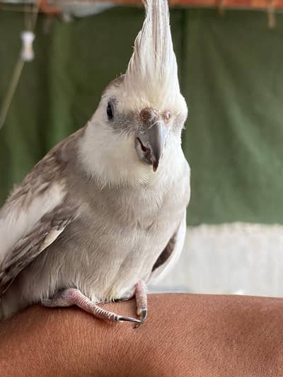 Cocktail Bird Healthy & Active – Hand Tamed