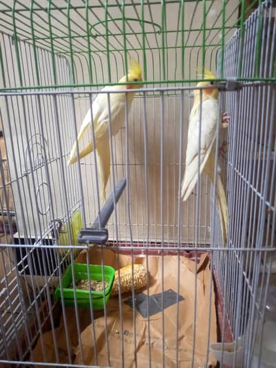 yellow cockateil