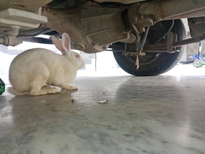rabit