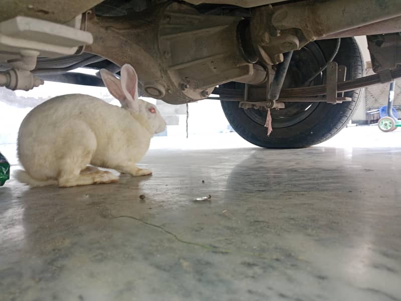 rabit 0