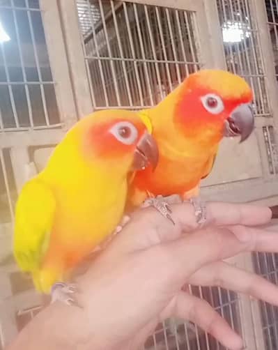 Sunconure tamed/ 03156376925