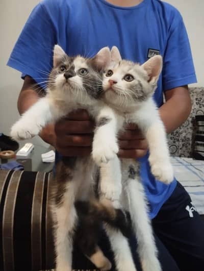 Adorable Female Tricolor Kittens Available