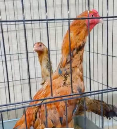 healthy and active birds