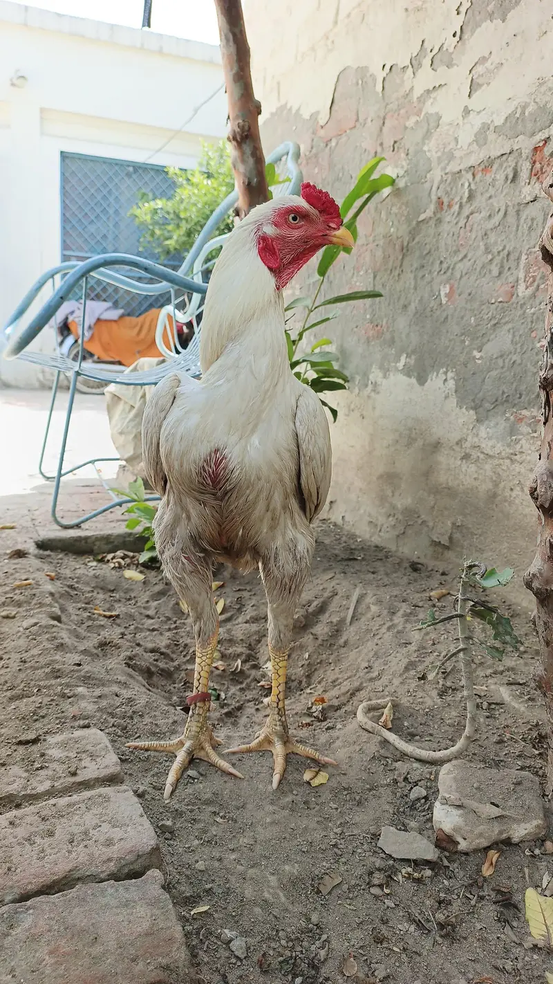 Heera Aseel — photo 2