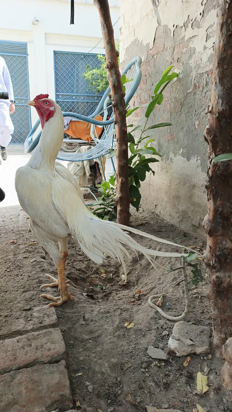 Heera Aseel — photo 3