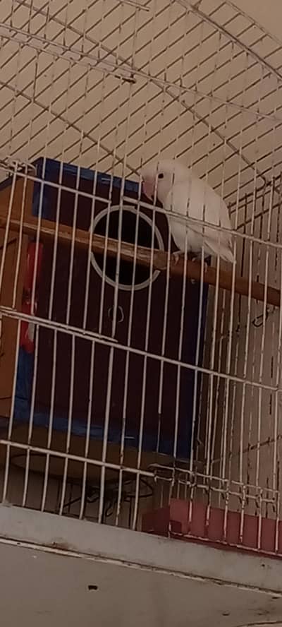 lovebird pair
