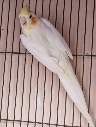 Cocktail Parrots Pair & 1 Baby