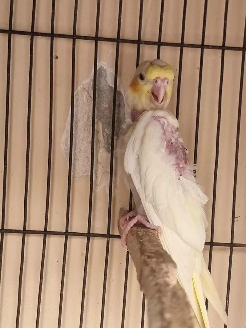 Cocktail Parrots Pair & 1 Baby & Cage — photo 3