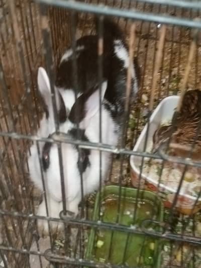 Rabbits family urgent for sale 5 babies male female