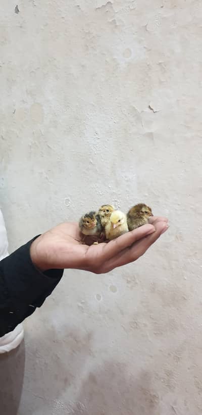 day old quail chicks