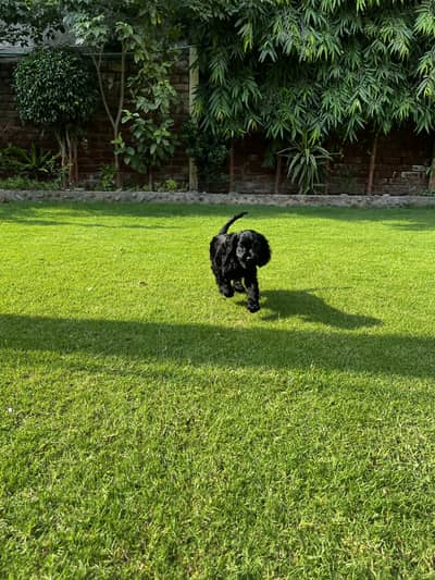 Cocker spaniel puppy