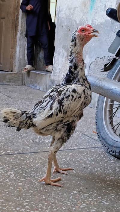 1 band gadi cheeni female  1 sindhi breader grey black female