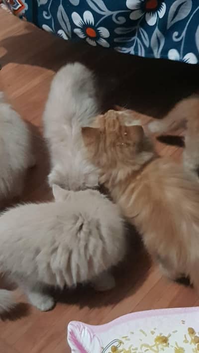 Persian kittens