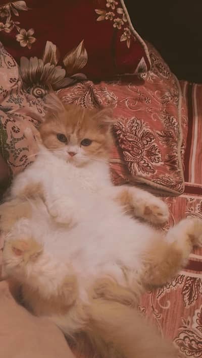 Persian kitten for sale