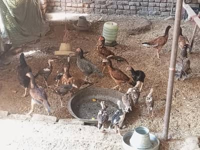 aseel murga murgian for sale