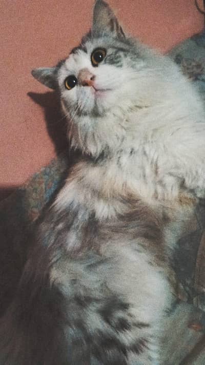 Persian Cat
