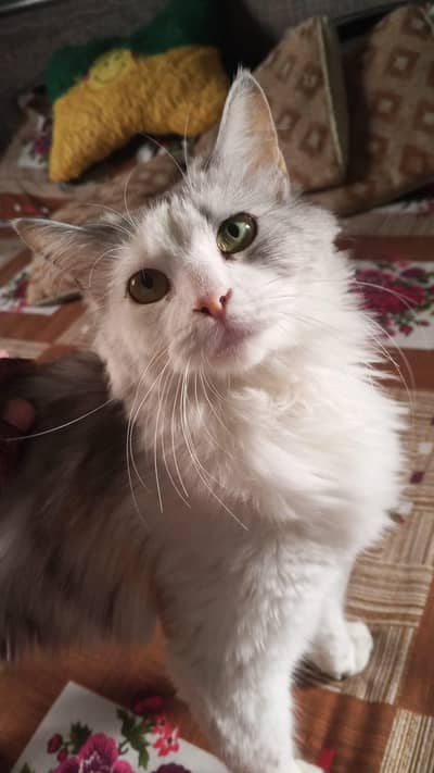 Persian Cat