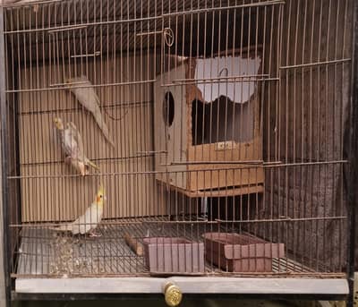 Cocktail Parrots Pair & 1 Baby & Cage