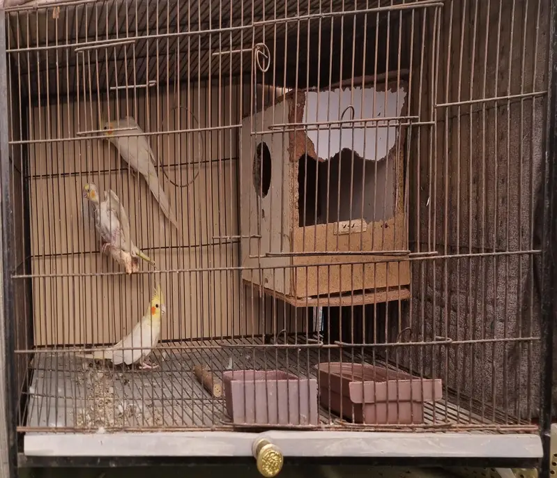Cocktail Parrots Pair & 1 Baby & Cage