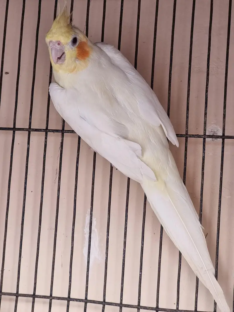 Cocktail Parrots Pair & 1 Baby & Cage — photo 3