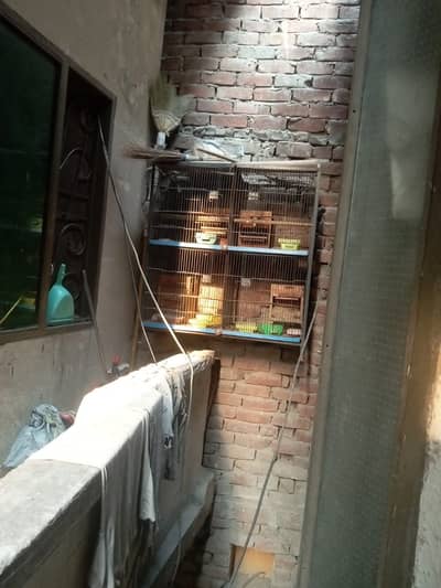 Birds Cage