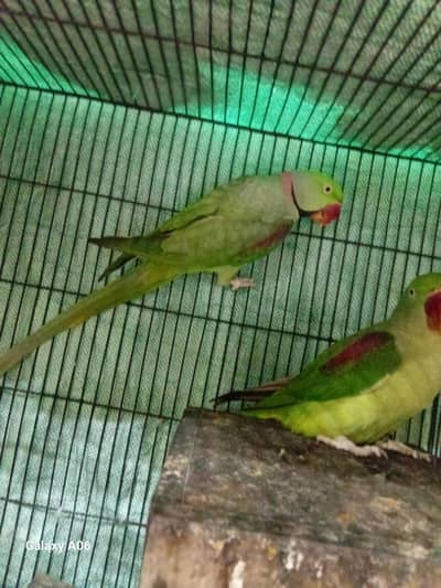 raw parrot